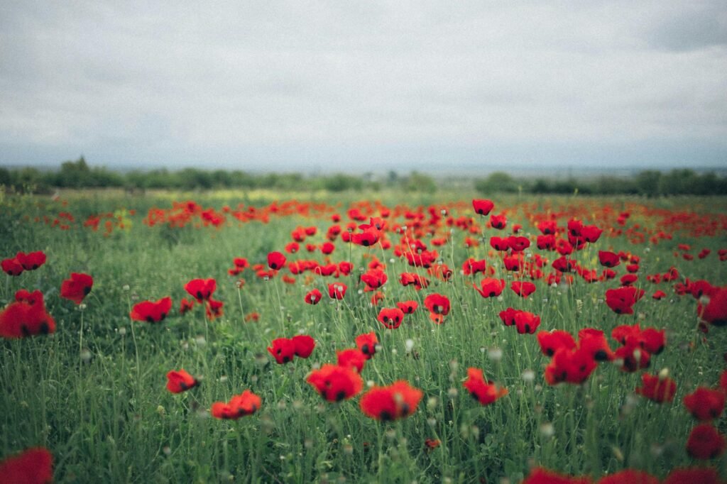 red poppy flower field
