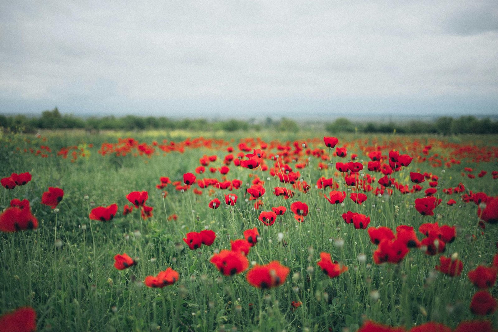 red poppy flower field