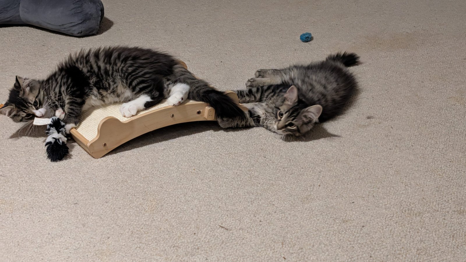 Hei, Skogkatter — 02aug26